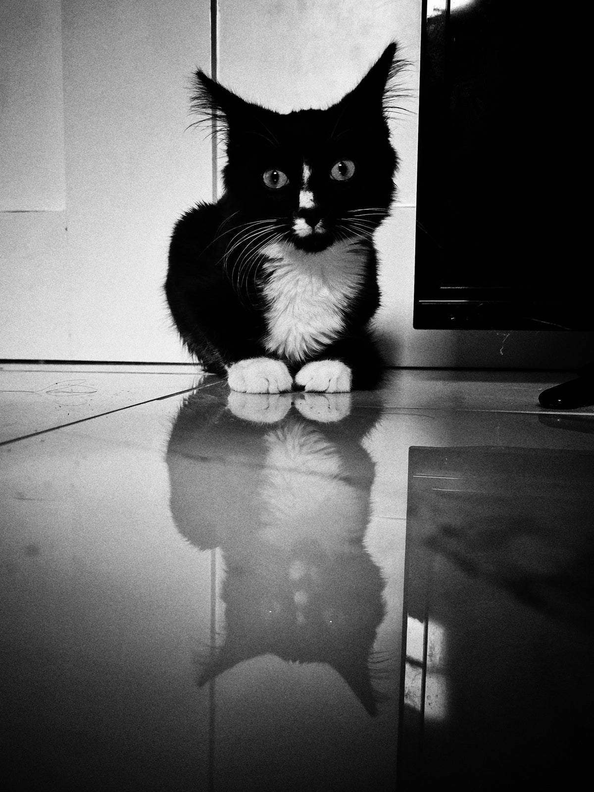 Luna - Digital Download