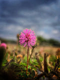 Sunshine Mimosa - Digital Download