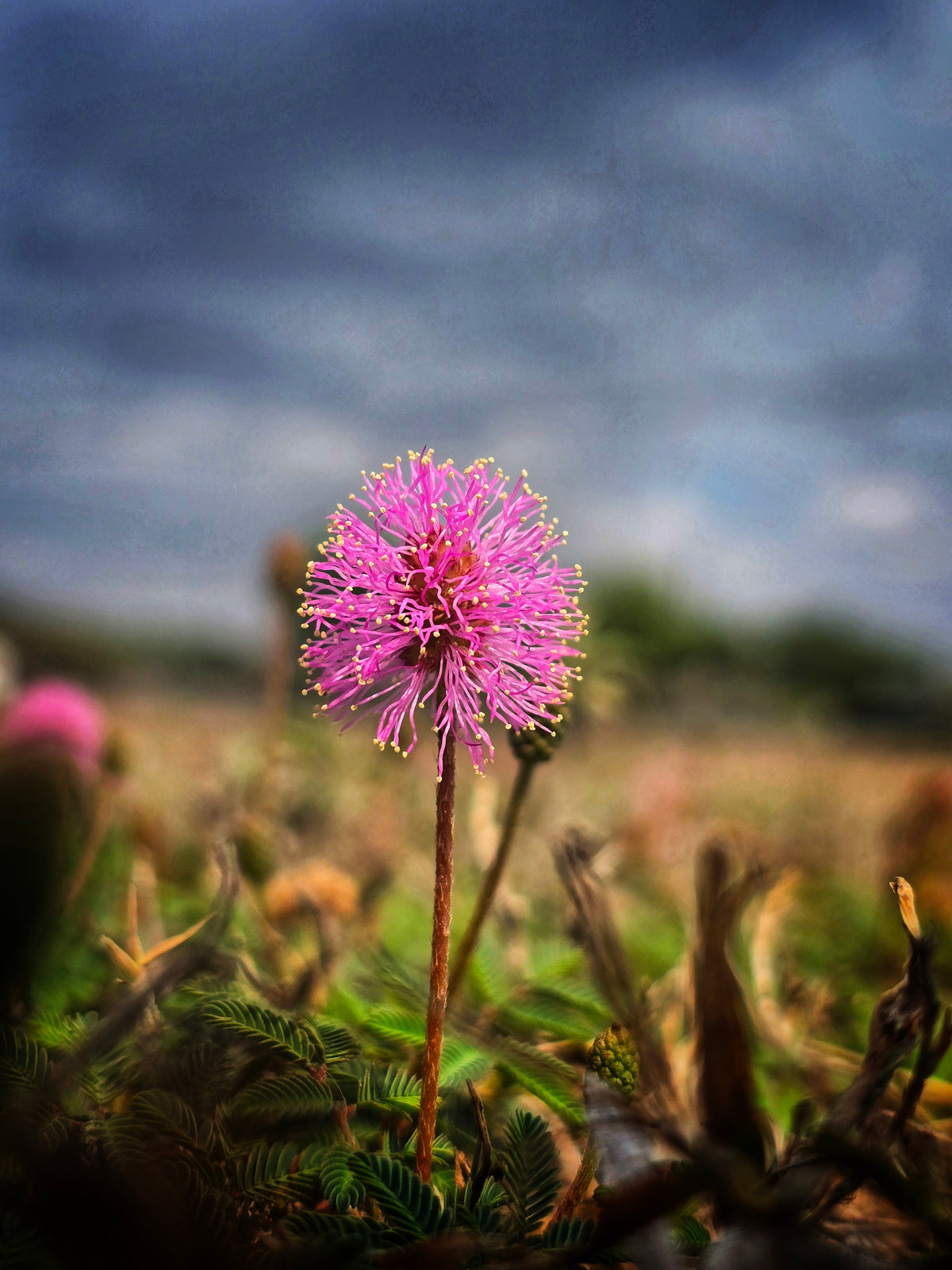 Sunshine Mimosa - Digital Download