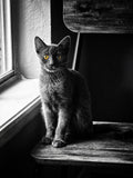 Kato — Downloadable Fine Art Cat Portrait | Instant Download