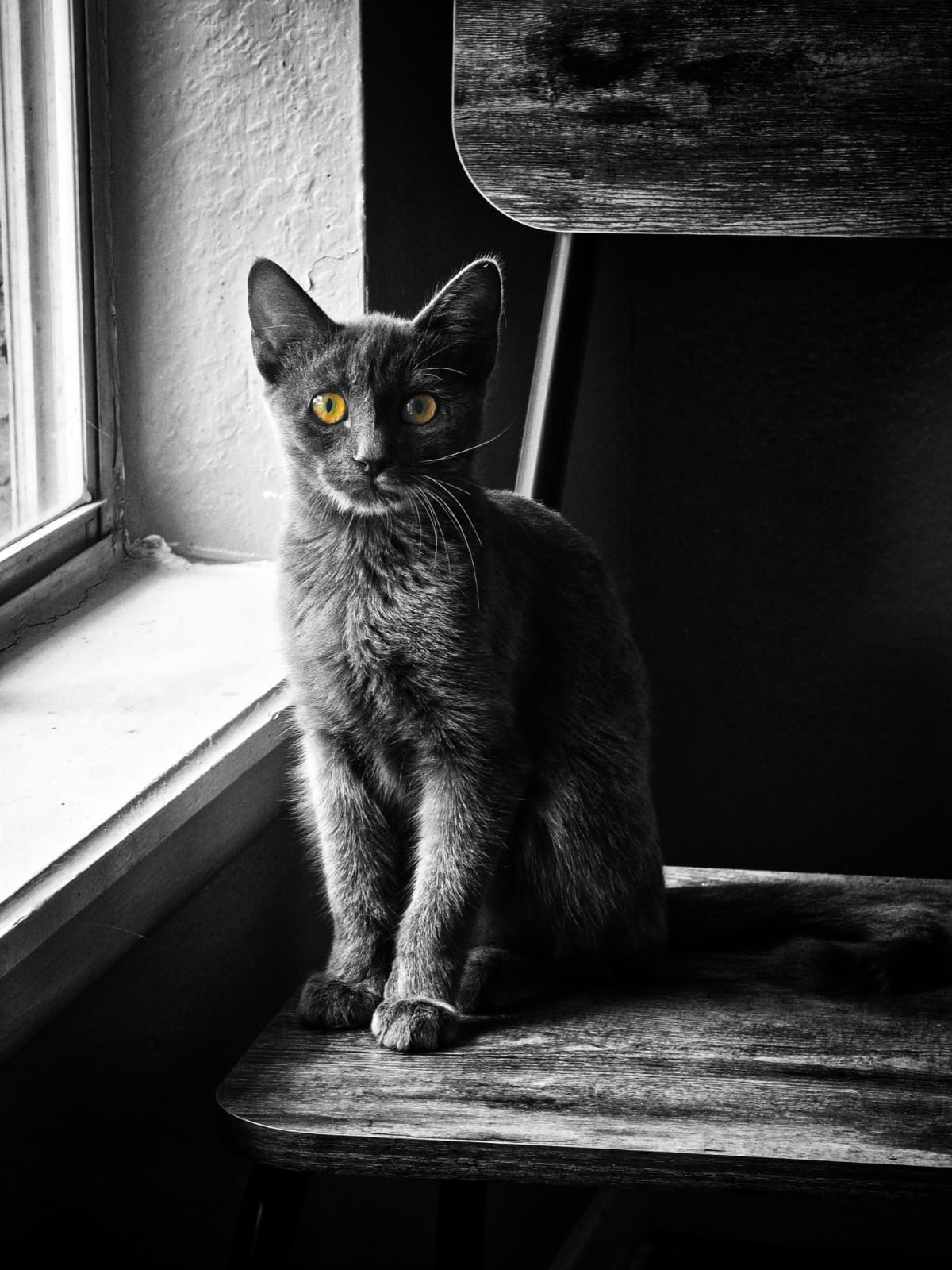 Kato — Downloadable Fine Art Cat Portrait | Instant Download